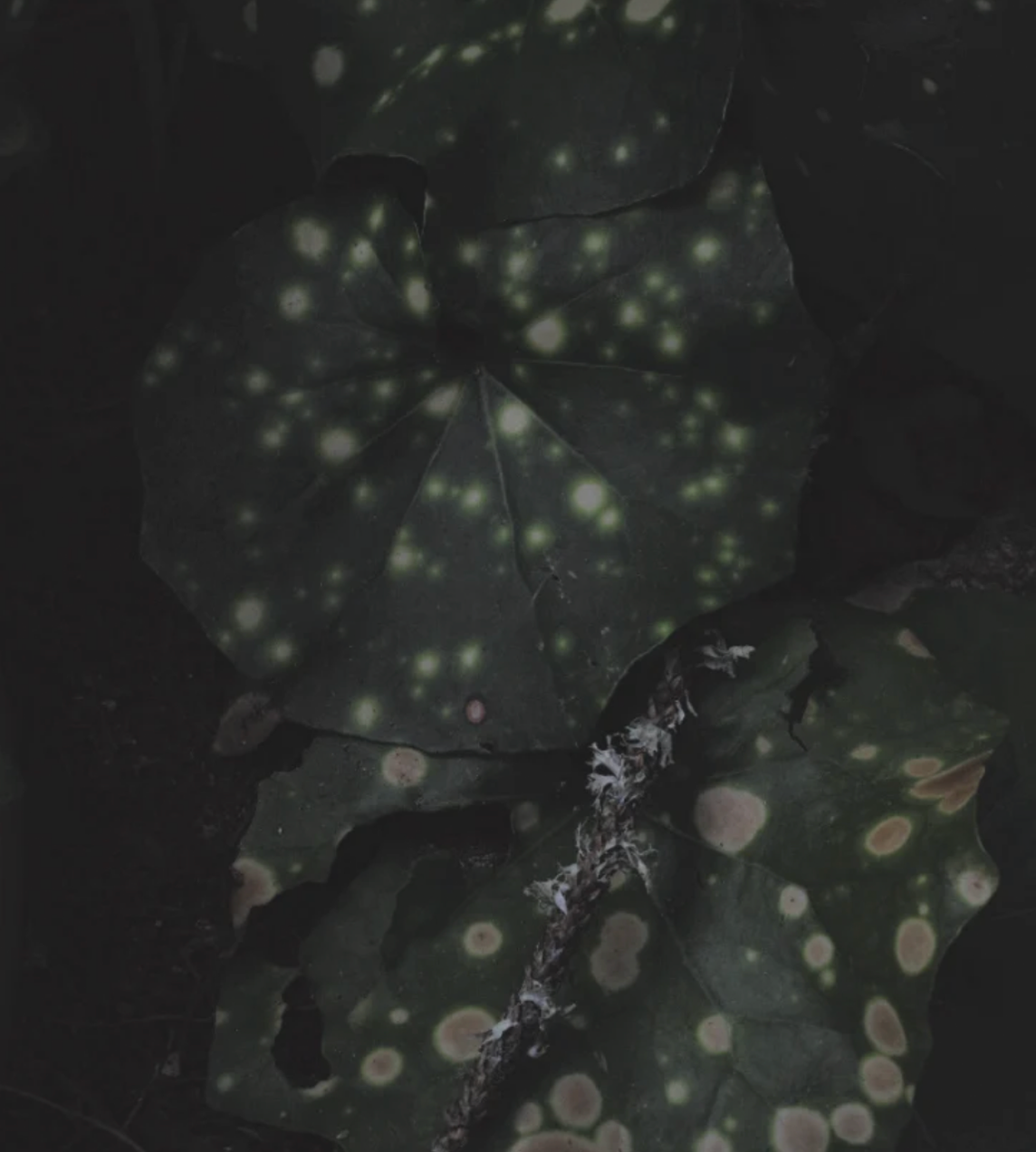 ARPA STUDIOS - Recedere Eau de Parfum - 60ML