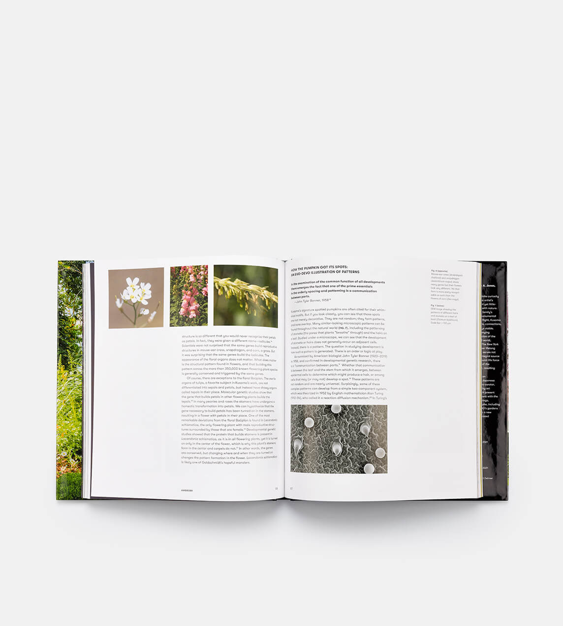 Rizzoli - Kusama - Cosmic Nature